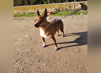 JULIE- läuft gut an der Leine, sucht ein warmherzige, liebevolles Zuhause