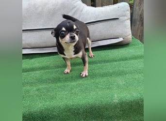 PEPA-sehr sozial, unternehmungslustig, liebt Mensch und Hund,-sucht ihr liebevolles Zuhause