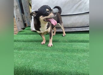 PEPA-sehr sozial, unternehmungslustig, liebt Mensch und Hund,-sucht ihr liebevolles Zuhause