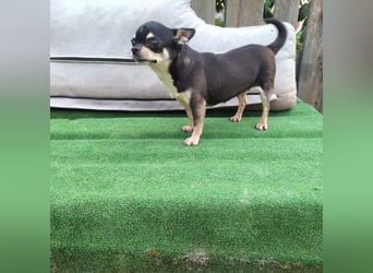 PEPA-sehr sozial, unternehmungslustig, liebt Mensch und Hund,-sucht ihr liebevolles Zuhause