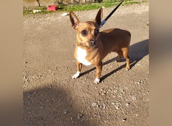 JULIE- läuft gut an der Leine, sucht ein warmherzige, liebevolles Zuhause