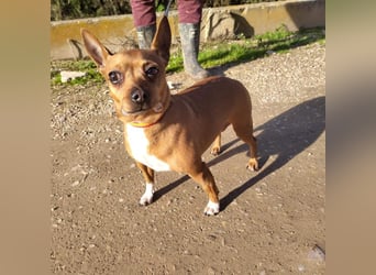JULIE- läuft gut an der Leine, sucht ein warmherzige, liebevolles Zuhause