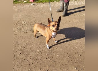 JULIE- läuft gut an der Leine, sucht ein warmherzige, liebevolles Zuhause