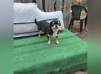 PEPA-sehr sozial, unternehmungslustig, liebt Mensch und Hund,-sucht ihr liebevolles Zuhause