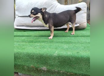 PEPA-sehr sozial, unternehmungslustig, liebt Mensch und Hund,-sucht ihr liebevolles Zuhause