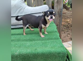 PEPA-sehr sozial, unternehmungslustig, liebt Mensch und Hund,-sucht ihr liebevolles Zuhause