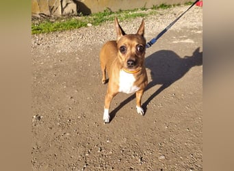 JULIE- läuft gut an der Leine, sucht ein warmherzige, liebevolles Zuhause