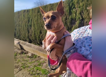 JULIE- läuft gut an der Leine, sucht ein warmherzige, liebevolles Zuhause