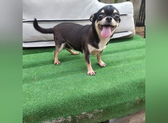 PEPA-sehr sozial, unternehmungslustig, liebt Mensch und Hund,-sucht ihr liebevolles Zuhause