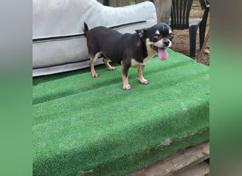 PEPA-sehr sozial, unternehmungslustig, liebt Mensch und Hund,-sucht ihr liebevolles Zuhause