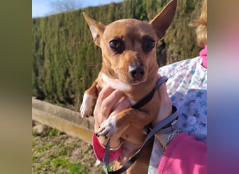 JULIE- läuft gut an der Leine, sucht ein warmherzige, liebevolles Zuhause