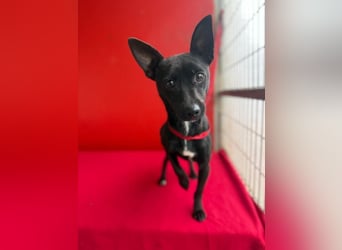 Micky, Chihuahua-Mix, Rüde, geb. am 01.10.2023, 25 cm, 4 kg