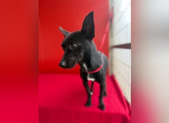 Micky, Chihuahua-Mix, Rüde, geb. am 01.10.2023, 25 cm, 4 kg