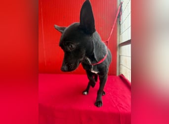 Micky, Chihuahua-Mix, Rüde, geb. am 01.10.2023, 25 cm, 4 kg