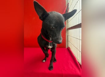 Micky, Chihuahua-Mix, Rüde, geb. am 01.10.2023, 25 cm, 4 kg