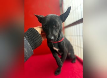 Micky, Chihuahua-Mix, Rüde, geb. am 01.10.2023, 25 cm, 4 kg