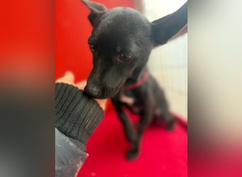 Micky, Chihuahua-Mix, Rüde, geb. am 01.10.2023, 25 cm, 4 kg