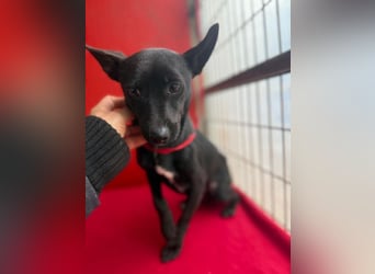 Micky, Chihuahua-Mix, Rüde, geb. am 01.10.2023, 25 cm, 4 kg