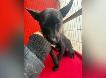 Micky, Chihuahua-Mix, Rüde, geb. am 01.10.2023, 25 cm, 4 kg