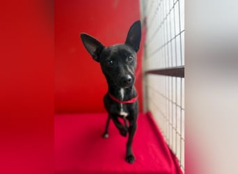 Micky, Chihuahua-Mix, Rüde, geb. am 01.10.2023, 25 cm, 4 kg