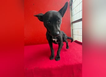 Micky, Chihuahua-Mix, Rüde, geb. am 01.10.2023, 25 cm, 4 kg