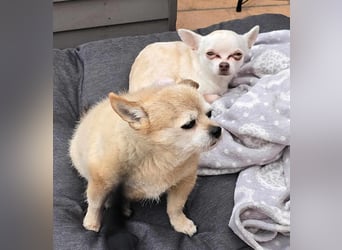 Die sensile Püppi wartet auf einer Ps in 44532 Lünen