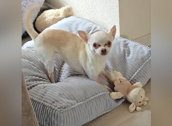 Die sensile Püppi wartet auf einer Ps in 44532 Lünen