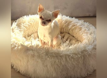 Die sensile Püppi wartet auf einer Ps in 44532 Lünen