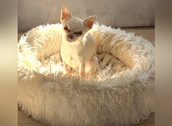 Die sensile Püppi wartet auf einer Ps in 44532 Lünen