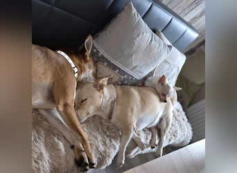 Die sensile Püppi wartet auf einer Ps in 44532 Lünen