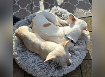 Die sensile Püppi wartet auf einer Ps in 44532 Lünen