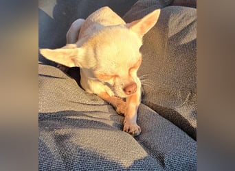 Die sensile Püppi wartet auf einer Ps in 44532 Lünen