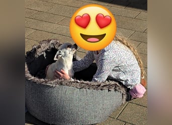 Die sensile Püppi wartet auf einer Ps in 44532 Lünen