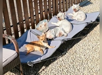 Wer verliebt sich in Xani und schenkt ihr ein Zuhause, aus dem sie nie wieder fort muss?