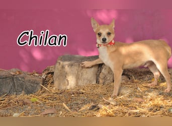 Möchtest du Chilan zeigen, dass Liebe heilen kann?