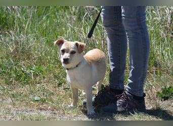 NINA ca. 1 J. kleine Zuckermaus sucht eine Familie