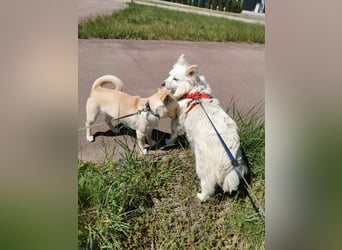NINA ca. 1 J. kleine Zuckermaus sucht eine Familie