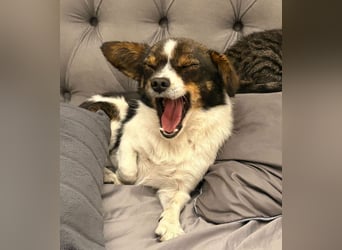 Louie - kleiner Kerl sucht große Liebe!