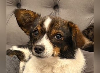 Louie - kleiner Kerl sucht große Liebe!