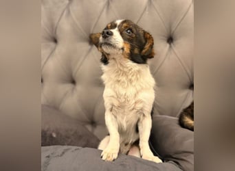 Louie - kleiner Kerl sucht große Liebe!