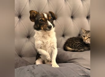 Louie - kleiner Kerl sucht große Liebe!