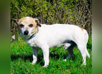 Mason, Chihuahua Mischling, geb. 2017, gerne zu älteren Menschen