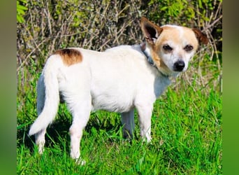 Mason, Chihuahua Mischling, geb. 2017, gerne zu älteren Menschen