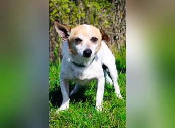 Mason, Chihuahua Mischling, geb. 2017, gerne zu älteren Menschen