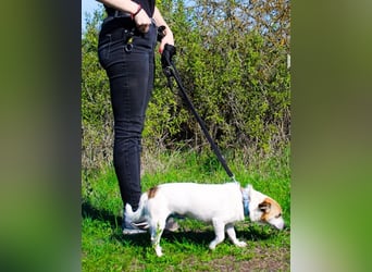 Mason, Chihuahua Mischling, geb. 2017, gerne zu älteren Menschen