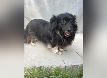 Kleine, ältere Dame sucht Sofaplatz