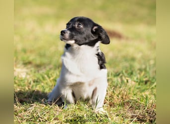 Niedliche kleine Holly