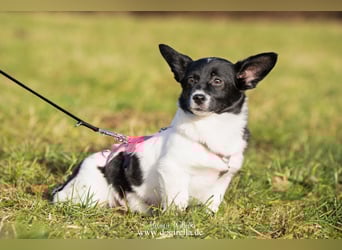 Niedliche kleine Holly