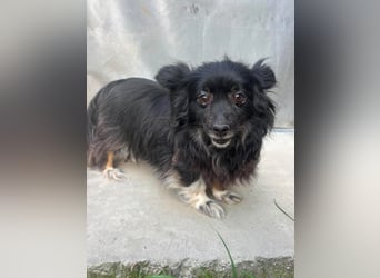 Kleine, ältere Dame sucht Sofaplatz