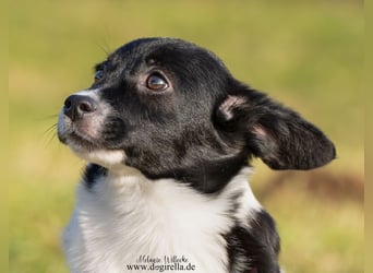 Niedliche kleine Holly